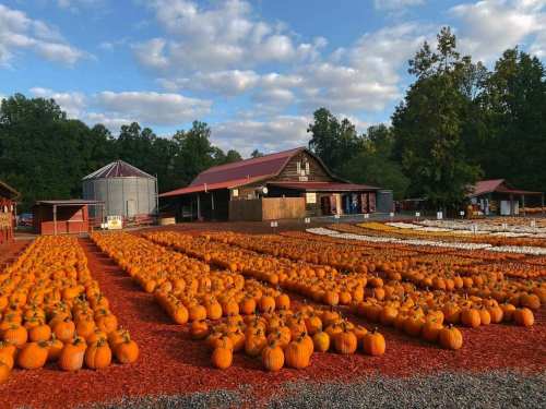 A pumpkin patch with rows of orange pumpkins, a barn, and a silos under a blue sky with scattered clouds.