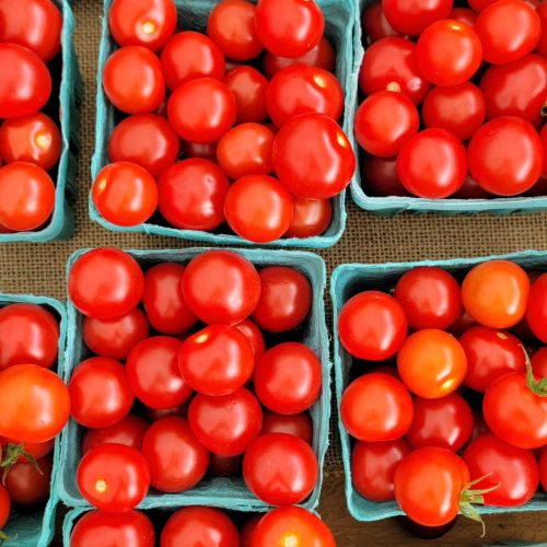A close-up of small red tomatoes arranged in blue cardboard containers on a textured surface.