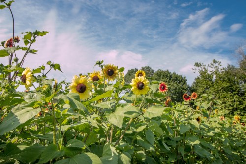 A field of sunflowers and red flowers under a blue sky with fluffy clouds.