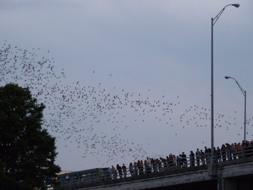 A crowd watches as a large flock of birds takes flight from under a bridge at dusk.