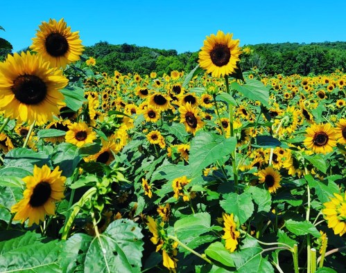 A vibrant field of sunflowers under a clear blue sky, with lush green leaves surrounding the bright yellow blooms.