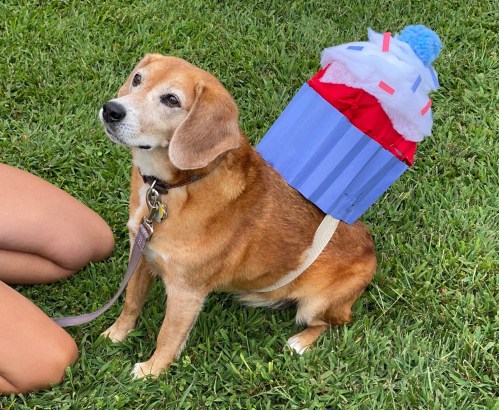 A beagle wearing a colorful ice cream cone costume sits on grass, looking curiously at the camera.