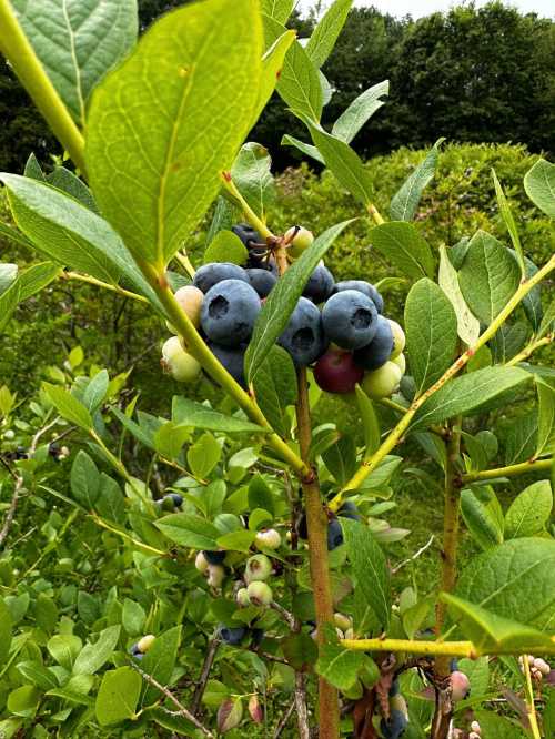 Close-up of blueberry bush with ripe and unripe berries surrounded by green leaves.