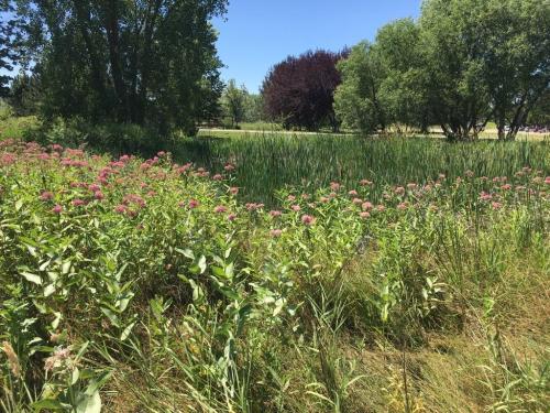 A sunny landscape featuring green grass, pink flowers, and trees near a calm pond or marsh.