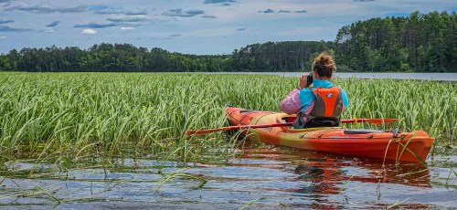 A person in a kayak surrounded by tall grass, taking photos of the scenic lake and forested landscape.