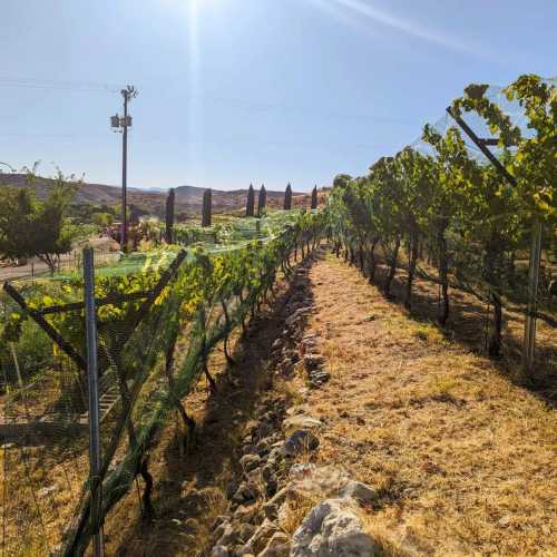 A sunlit vineyard with rows of grapevines, surrounded by dry grass and distant hills under a clear blue sky.