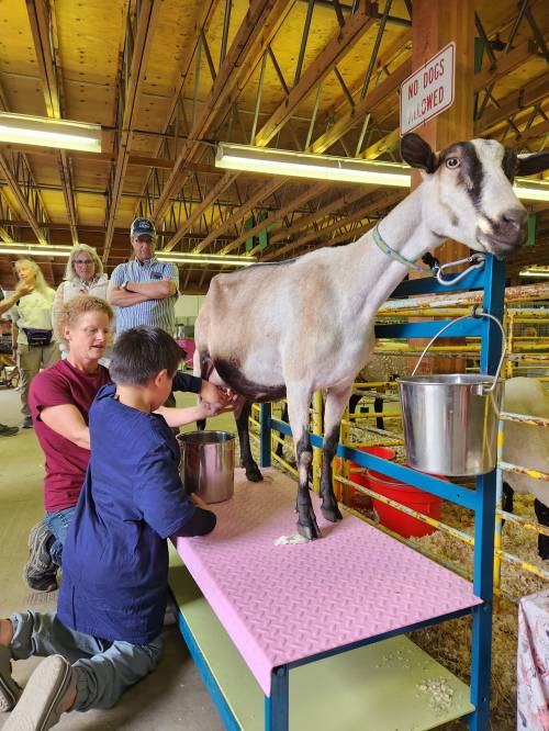 A child milks a goat while an adult assists, with onlookers in the background at a farm setting.