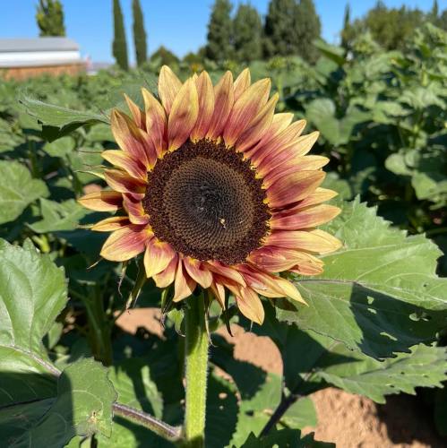 A vibrant sunflower with a reddish-brown center stands tall among green leaves in a sunny field.