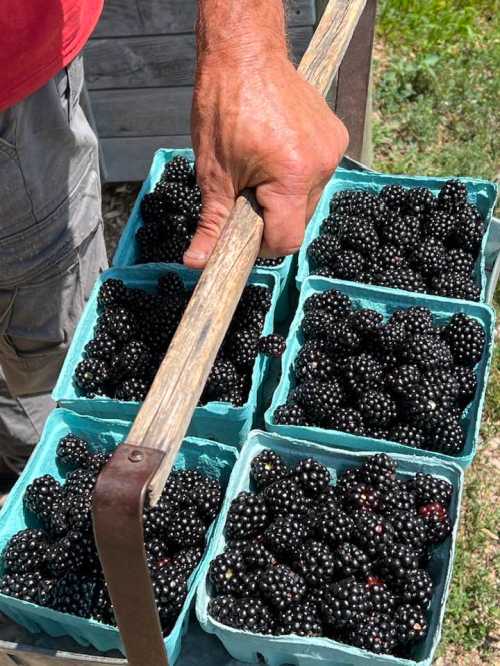 A hand holds a cart filled with multiple containers of fresh blackberries.