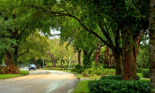 A serene tree-lined street with lush greenery and a car driving along a wet road after rain.