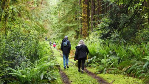 Two people walk along a forest path surrounded by lush greenery and ferns, with others in the background.
