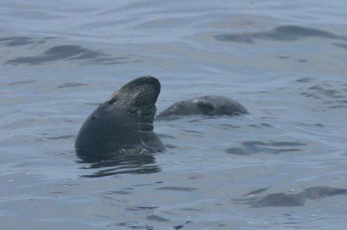 Two seals partially submerged in calm water, with their heads above the surface.