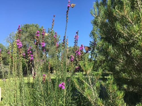A sunny garden scene with purple flowers and butterflies among green foliage and trees.