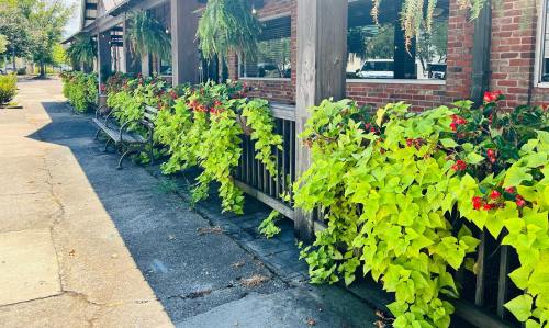 A sidewalk lined with vibrant green and red flowering plants near a brick building and benches.