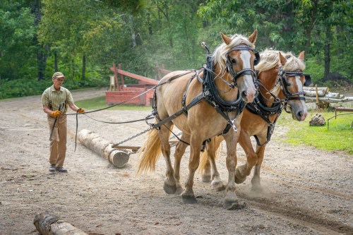 A person guides two draft horses pulling a log along a dirt path in a wooded area. Dust rises around them.