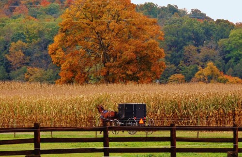 A horse-drawn carriage near a cornfield, with vibrant autumn trees in the background.