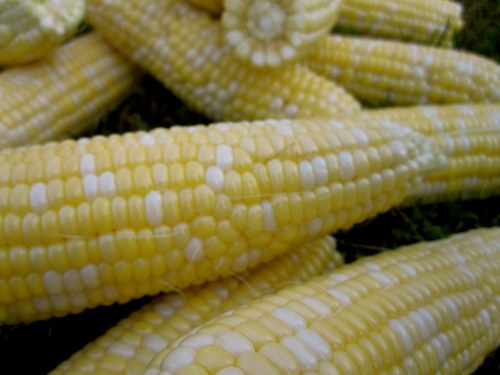 Close-up of fresh yellow corn on the cob, showcasing its plump kernels arranged in rows.