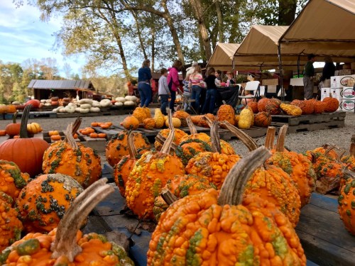A pumpkin patch with unique, bumpy pumpkins in the foreground and people browsing in the background under tents.