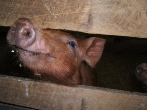 A close-up of a pig's face peeking through a wooden fence, with a curious expression and visible teeth.