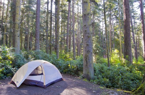 A tent set up in a lush forest, surrounded by tall trees and greenery, with sunlight filtering through the leaves.