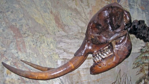 A large, fossilized skull with long tusks displayed against a textured background.