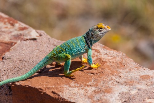 A colorful lizard with green and blue scales perched on a rocky surface, basking in the sunlight.