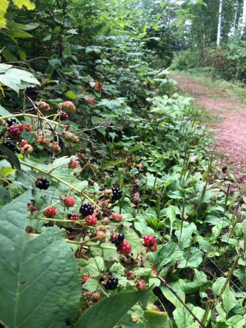 A close-up of blackberry bushes with ripe and unripe berries along a forest path surrounded by greenery.