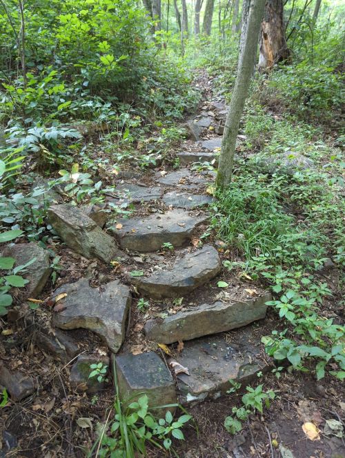 A winding stone path through a lush green forest, surrounded by trees and undergrowth.