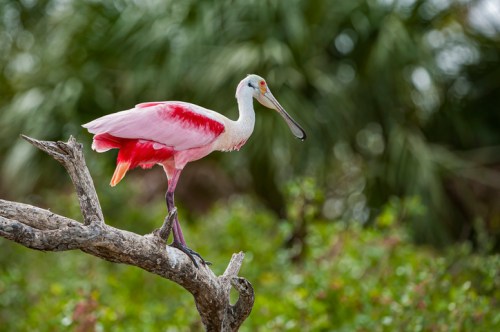 A roseate spoonbill stands on a branch, showcasing its vibrant pink feathers against a green background.