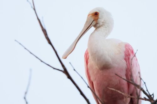 A roseate spoonbill perched on a branch, showcasing its pink feathers and long, flat bill against a light sky.