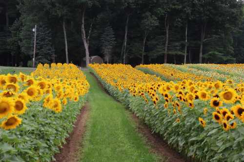 A vibrant field of sunflowers stretches along a path, surrounded by lush greenery and trees in the background.