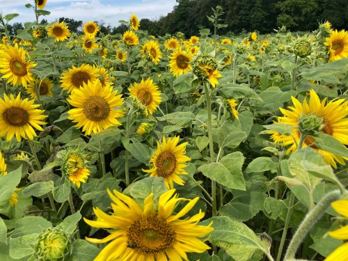 A vibrant field of sunflowers in full bloom, with bright yellow petals and green leaves under a blue sky.