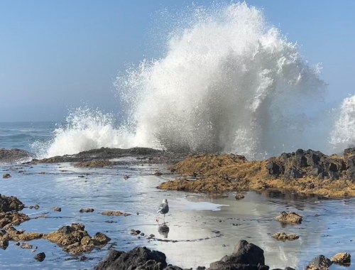A seagull stands on rocky shore as a large wave crashes nearby, creating a mist against a clear blue sky.