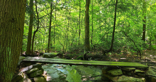 A wooden bridge over a small stream in a lush, green forest with dense trees and vibrant foliage.
