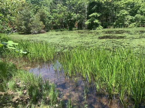 A serene pond surrounded by lush green grass and trees, with lily pads floating on the water's surface.