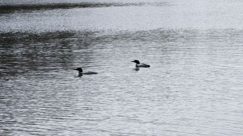 Two ducks swimming on a calm, reflective body of water.