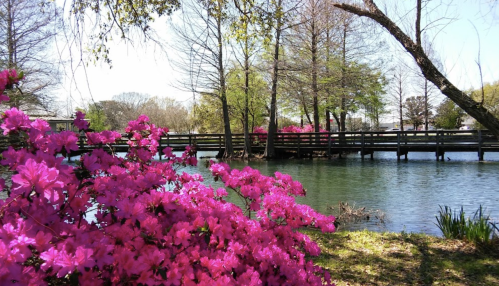 A serene lake scene with vibrant pink flowers in the foreground and a wooden bridge surrounded by trees in the background.