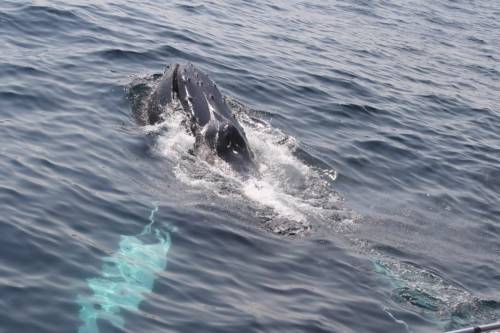 A whale surfaces in calm ocean waters, creating ripples around it.