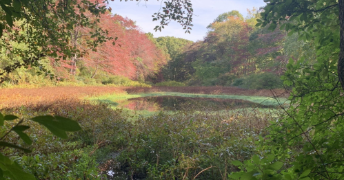 A serene pond surrounded by vibrant autumn foliage and lush greenery, reflecting the colorful trees.