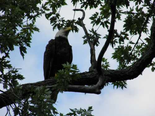 A bald eagle perched on a tree branch, surrounded by green leaves against a cloudy sky.