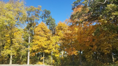 Vibrant autumn trees with yellow and orange leaves against a clear blue sky.