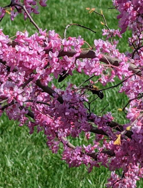 A close-up of a branch with vibrant pink blossoms against a green grassy background.