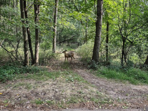 A deer stands in a wooded area, surrounded by trees and greenery, near a dirt path.