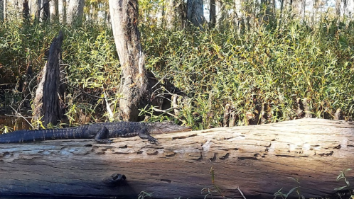 A large alligator rests on a log in a lush, green swamp surrounded by trees and vegetation.