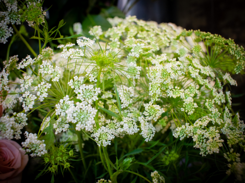 A close-up of delicate white flowers with green foliage, creating a lush and vibrant floral arrangement.