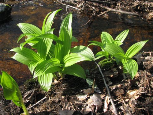 Green plants with striped leaves growing near a stream, surrounded by fallen leaves and natural forest debris.