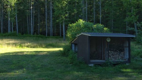 A wooden shed with stacked firewood sits in a grassy area, surrounded by tall trees and sunlight filtering through.