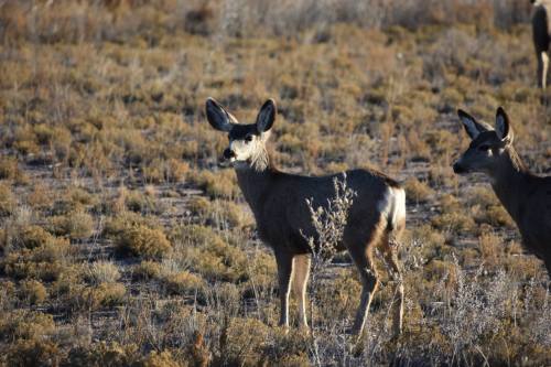 Two deer stand in a grassy field, surrounded by sparse vegetation under a clear sky.