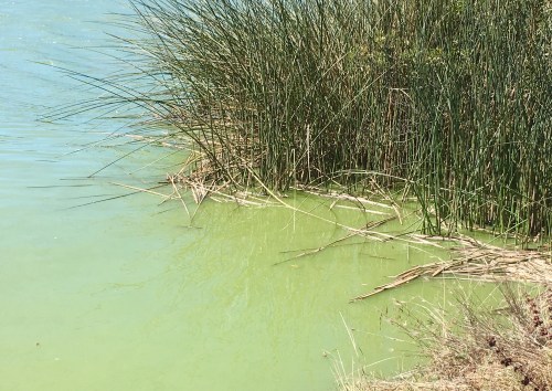 Lush green reeds by a murky, algae-filled water body under bright sunlight.