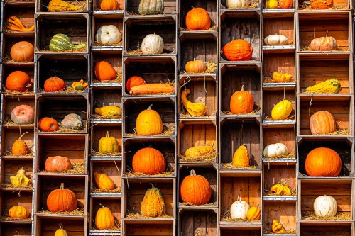 A colorful display of various pumpkins and gourds arranged in wooden crates, showcasing autumn harvest.